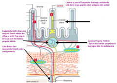 Lamina Propria Follicle: spans the lamina propria and may span into the submucosa

Eventually drains into the mesenteric lymph nodes