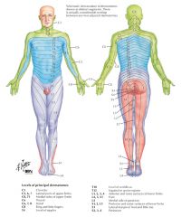 covers medial side of the leg. 

knee represents the division between the L3 dermatome (above) and the L4 dermatome (below)