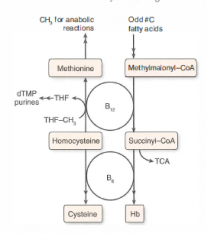 Function: cofactor for homocysteine methyltransferase (transfers CH3 groups as methylcobalamin) and methylmalonyl-CoA mutase

Deficiency: macrocytic, megaloblastic anemia, hypersegmented PMNs, neurologic sx (paresthesias, subacute combined degeneration)