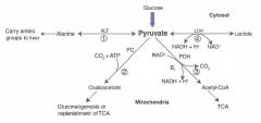 1) alanine carries AA groups to the liver from muscle
2) OAA can replenish TCA cycle or be used in gluconeogenesis
3) Transition from glycolysis to the TCA cycle
4) End of anaerobic glycolysis (major pathway in RBCs, leukocytes, kidney medulla, lens, t