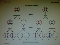 Maternal meiosis I