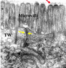 Surface of the Microvilli here....