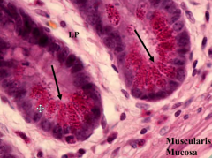 Paneth cells at base of microvilli - filled with esophillic granules