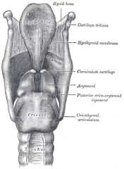 the  epiglottis/cartilage of the larynx