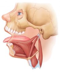 tongue muscles and one that suspend the larynx to the jaw