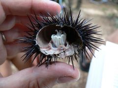 the 5 calcified teeth of an urchin


 


class echinodea
