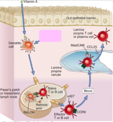 - Found on IgA secreting B cells and effector T cells trying to get to the gut
- Binds to CCL25 - a mucosal trafficking signal to help these cells return to gut