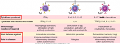 - Release IL-17 and chemokines
- Defending against extracellular bacteria and fungi
- Involved in immune-mediated chronic inflammatory diseases (often autoimmune)