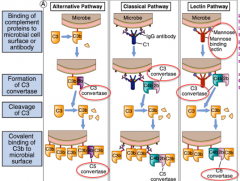 - System of serum and cell surface proteins that interact with one another and other molecules of the immune response to generate effectors of innate and adaptive immune systems

- All pathways lead to C3 convertase→ C5 convertase → MAC comp...