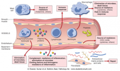 Cells and molecules that can leave the circulation such as: neutrophils, lymphoctyes, monocytes, platelets, and plasma proteins
Tissue resident cells such as macrophages and mast cells but also fibroblasts and extracellular matrix proteins
The end...