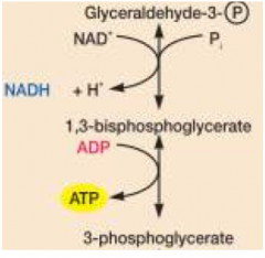 G3p oxidized and phosphorylated generates high energy p-bond