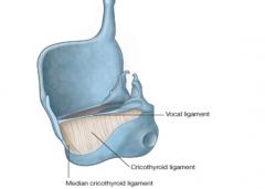 1. cricoid cartilage
2. thyroid cartilage
3. vocal cords