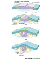 It develops through neurulation. The notochord stimulates overlying ectoderm to fold over, creating a neural tube topped with neural crest cells.