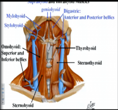 supra and infrahyoid muscles