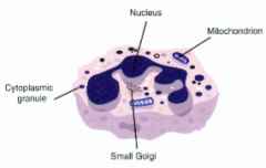 Polymorphonuclear neutrophil granulocyte
Major cell population of blook leukocytes
Important host defence cells of the innate immune system
