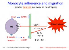 Monocytes also express receptors for selectins which mediate tethering and rolling.
Activation of blood monocytes is due to the action of the cytokine monocyte chemotactic factor I (MCP-1) synthesized and secreted by resident macrophages at the si...