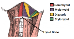 attaches the GENU of the madible to the hyoid