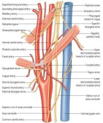 A: Hypoglossal nerve
A: Glossopharyngeal nerve
A: Pharyngeal branch of vagus
A: Superior laryngeal branch of vagus
A: Occipital artery
A: Posterior auricular artery
A: Posterior belly of digastric
A: Stylo-everything – Stylopharyngeus, styloglos...