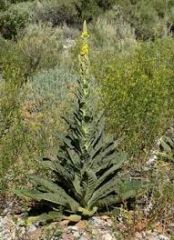 -Tall flower spikes.
-Grows in outdoor open spaces.