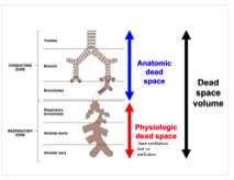 How can you minimize dead space volume (physiologic) when necessary?