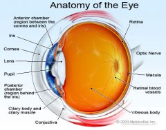 colored part, divides the eye into the anterior and posterior chamber. It has two muscles: the dilator and constrictor pupillae which open and close the pupil.