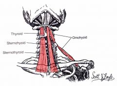 it is in the middle of the muscle belly and anchored to the clavicle  to allow it to have two movements.