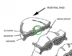 - membrane at rostral end where the ectoderm and endoderm are in direct contact.

- frontonasal prominence and the pharyngeal arches appear at 4th week