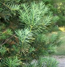 -evergreen plants with needles instead of leaves.
-Yew needles are shorter than pine needles.
-e bark of the yew is reddish-brown