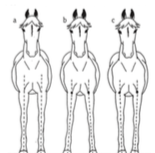 Snor fra skulderled og ned skal gå gennem benet og ramme midt på hoven(a)Udadstillet(b)
Indadstillet(c)
Desuden kan hesten være smal eller bred, men snoren stadig følger linjen