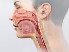 What is the outline of the throat here?