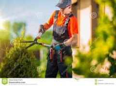 The gardener is trimming the bushes