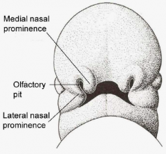 Olfactory placodes ---> nasal pits ---> medial and lateral nasal prominences with an olfactory pit in between.
