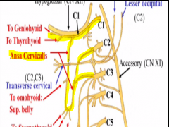 C1- supplies geniohyoid and thyrohyoid
C1,2,3- form a loop called the ANSA CERVICALIS that supples the rest of the muscles