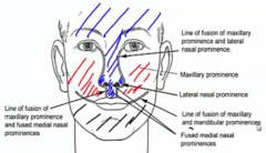 1. Frontonasal prominence – forehead, nasal bridge, nasal septum 
2. Medial nasal prominence – primary palate, philtrum of upper lip, tip of the nasal
septum (columella) 
3. Lateral nasal prominence – ala of the nose 
