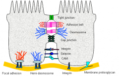 1. Adhesion
2. Contours of adjacent cell membranes
3.  Special cell junctions