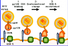HIV binds to CD4, triggering confirmational change in glycoprotein, allowing the complex to recruit CCR-5. The blue hydrophobic region is outside...