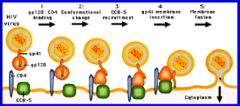 When hydrophobic region on gp41 is forced into polar environment, it plunges into the host cell membrane. This induces membrane fusion via formation of a fusion core.