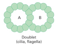 consist:
1. A tubule with 13 protofilaments
2. B tubule with 10 protofilaments