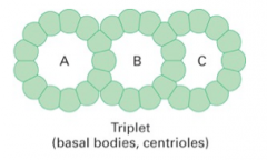 consist:
1. A tubule with 13 protofilaments
2. B tubule with 10 protofilaments
3. C tubule with 10 protofilaments
