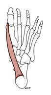 Abductor Hallucis


(big toe)