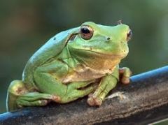  frog