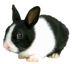  rabbit