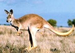 kangaroo