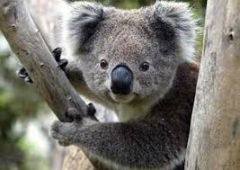koala