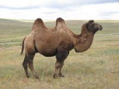  camel