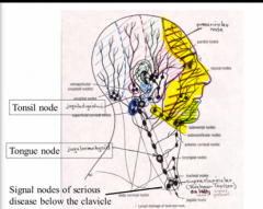 Submandibular and submental nodes