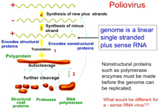 Poliovirus enters cell and, being a +sense RNA, it can be read to make proteins.


It makes a polyprotein via translation, which undergoes autocleavage.


Cleavage products include RNA-dependent RNA polymerase
