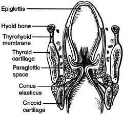 thyroid ala, conus elasticus and quadrangular membrane