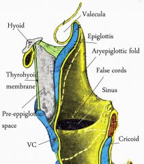 vallecula, thyroid cartilage, thyrohyoid membrane, and epiglottis