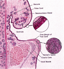 Stratified squamous epithelium over vocal folds and upper vestibule

Ciliated columnar epithelium elsewhere